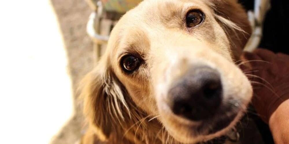 犬が見ている世界