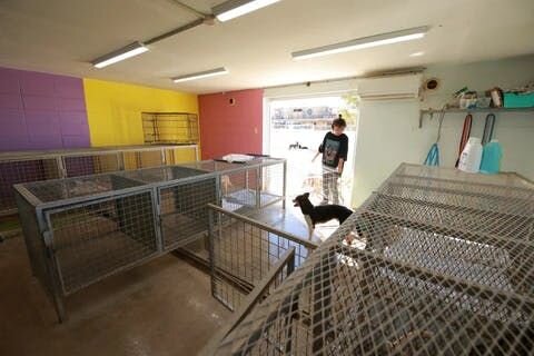 Q. ありがとうございます。ここからは、Furboについて少々お伺いしたいと思います。Furboドッグカメラを使用されてみての感想、役立っている点などがあれば教えてください。