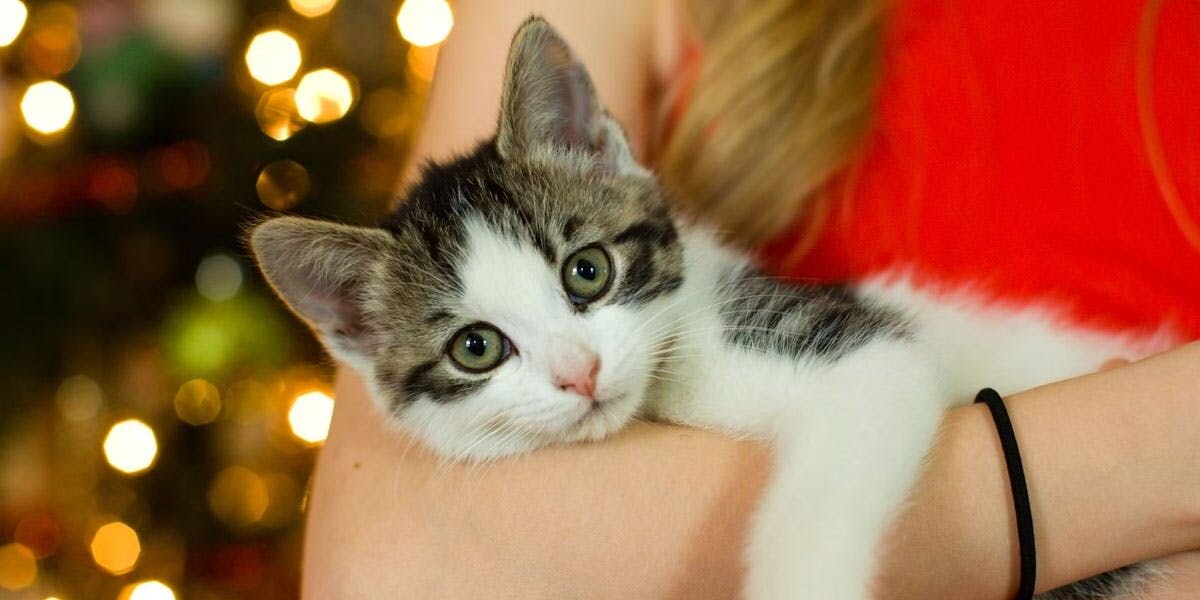 a photo of a woman holding a kitten in front of a decorated Christmas tree