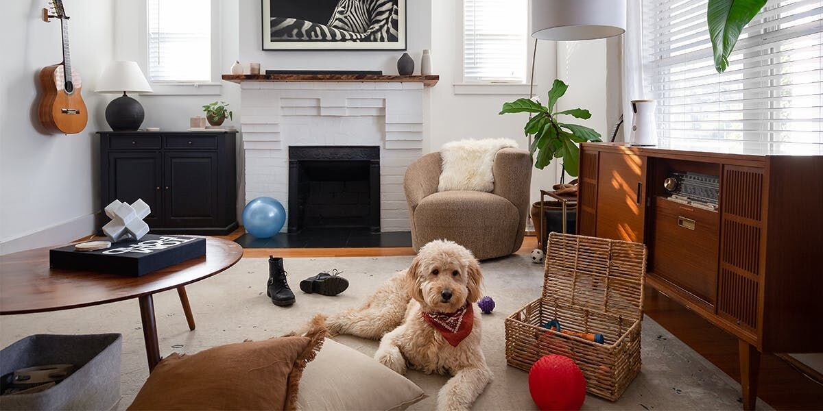 Labradoodle resting in a living room