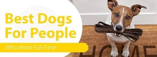 Best Dogs for People Who Work Full-Time