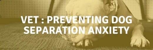 Vet : Preventing Separation Anxiety as Furparents Return to Work
