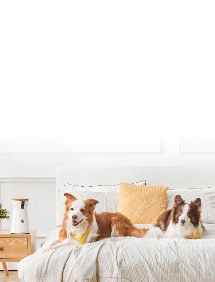 Deux border collies allongés sur le lit à côté d'une caméra Furbo pour chien posée sur une table de chevet