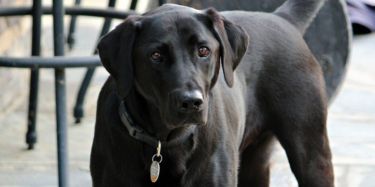Furbo Saves Two Dogs from Dangerous Knife!