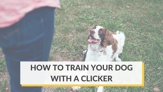 How to Train your Dog With a Clicker