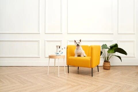 Dog sitting on chair next to Furbo