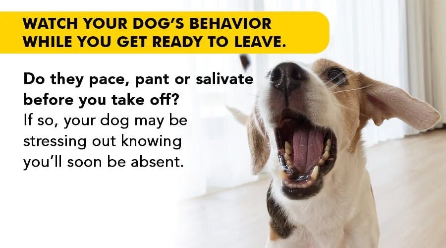 Watch your dog's behavior while you get ready to leave
