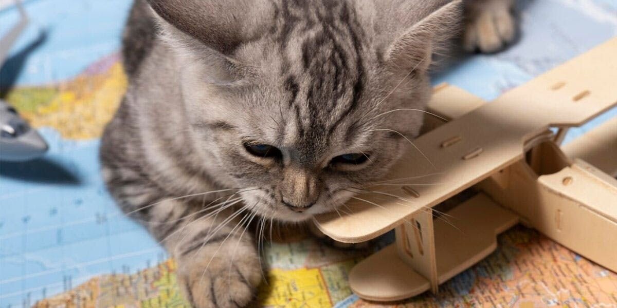 A photo of a gray tabby cat lying on top of a map of the world, next to a toy airplane