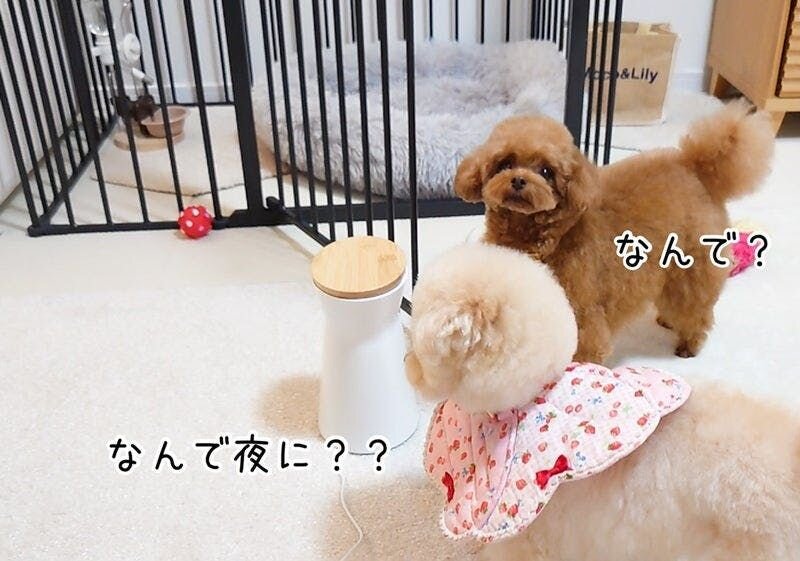 普段は常に夜も一緒で、夜に使うことが無いふたりの前に置いてみたら…