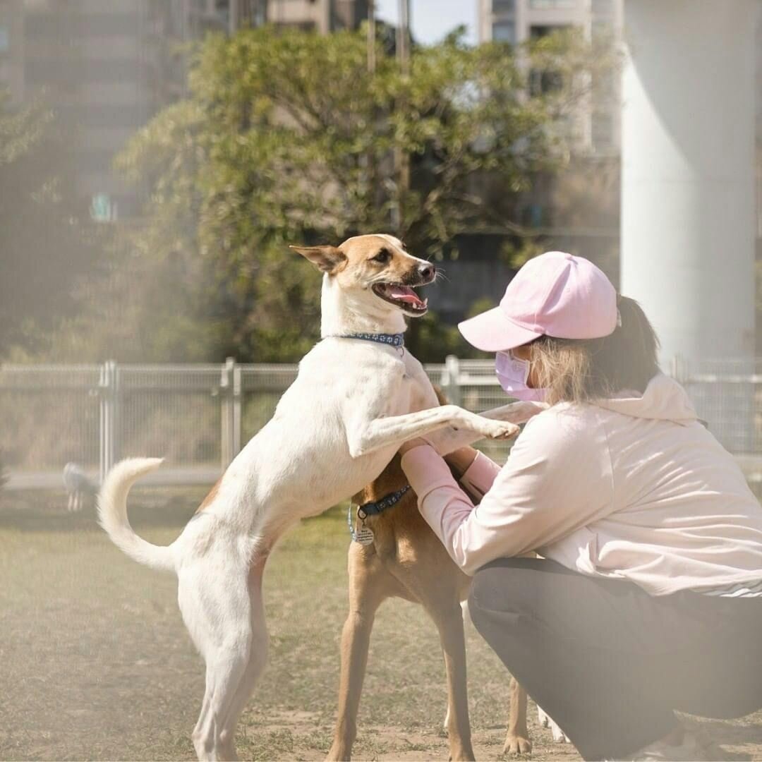 用愛乘載希望「台灣瑪莉狗協會」志工回顧｜浪浪的微笑讓每個舉動都值得