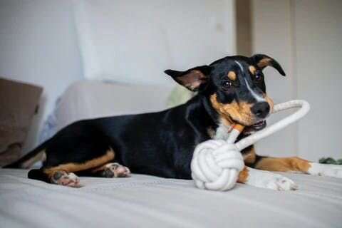 Dog with rope toy