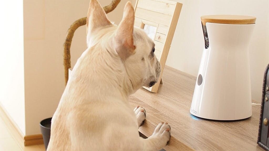 「こんにちは！ぼく、とうふだよ。
　いつもと同じ時間に、パパが会社に行き、　
　少し遅れてママも会社へ。
　本当は大好きなパパやママと、
　もっともっと遊びたいのに、
　ぼくは、いっつもひとりでお留守番。
　つまんないなー。

　そんな、いつもと同じお留守番…のはずが、
　今日は何か違う。。。...