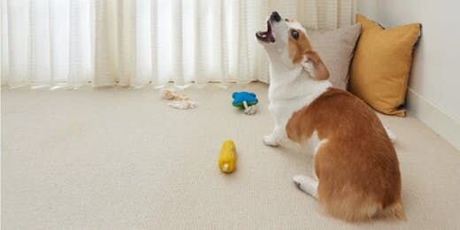 Do You Know How to Get Your Dog to Stop Barking?