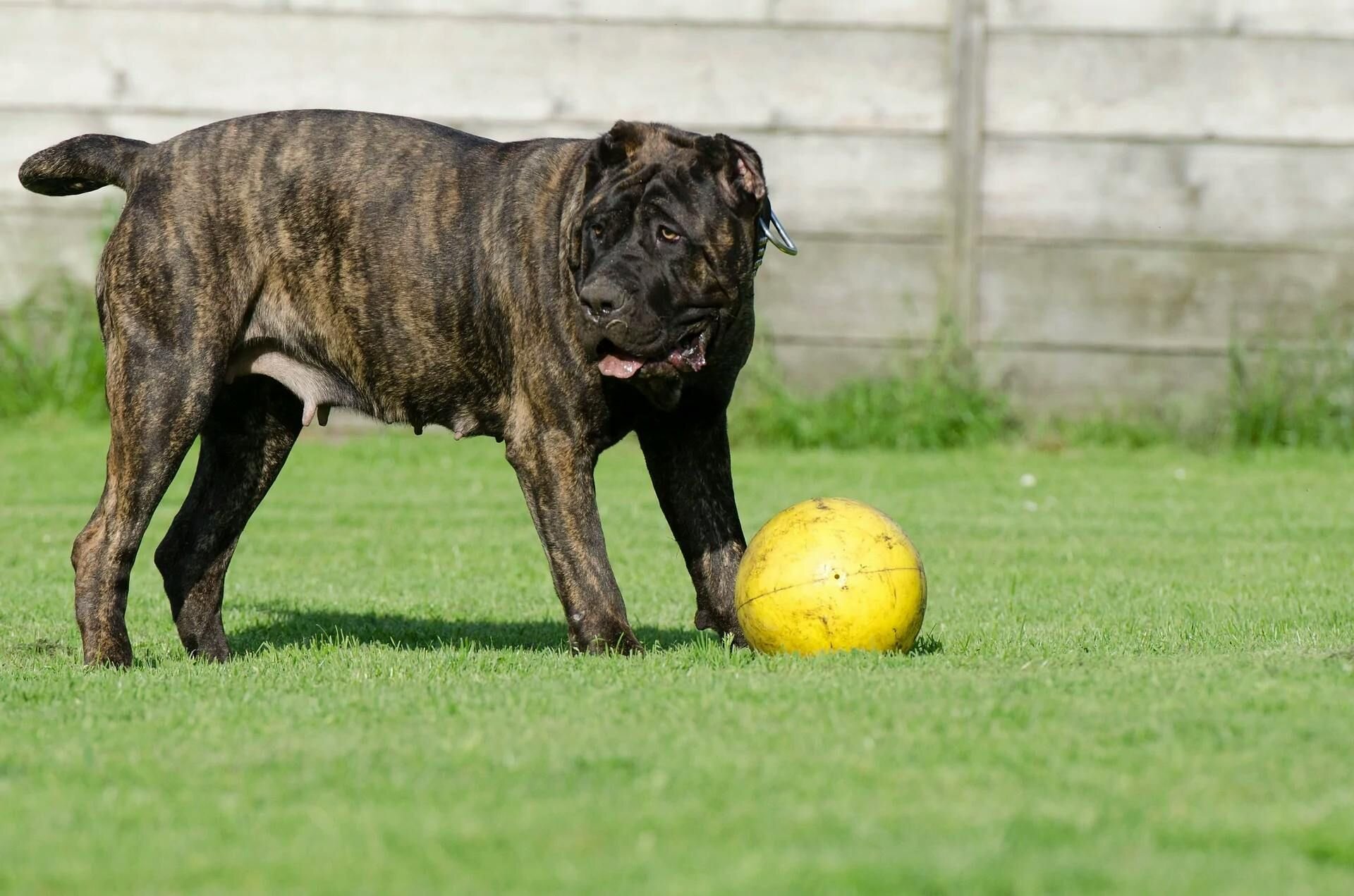 Dog with yellow ball