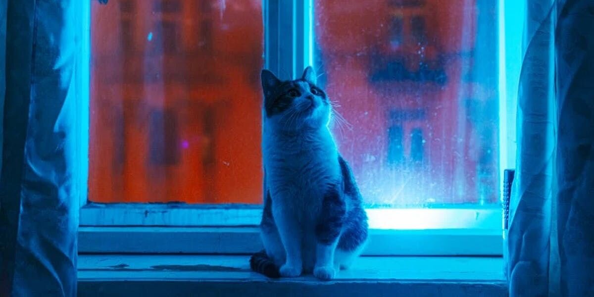 A cat sitting on a windowsill, peering out of a window into the night. 