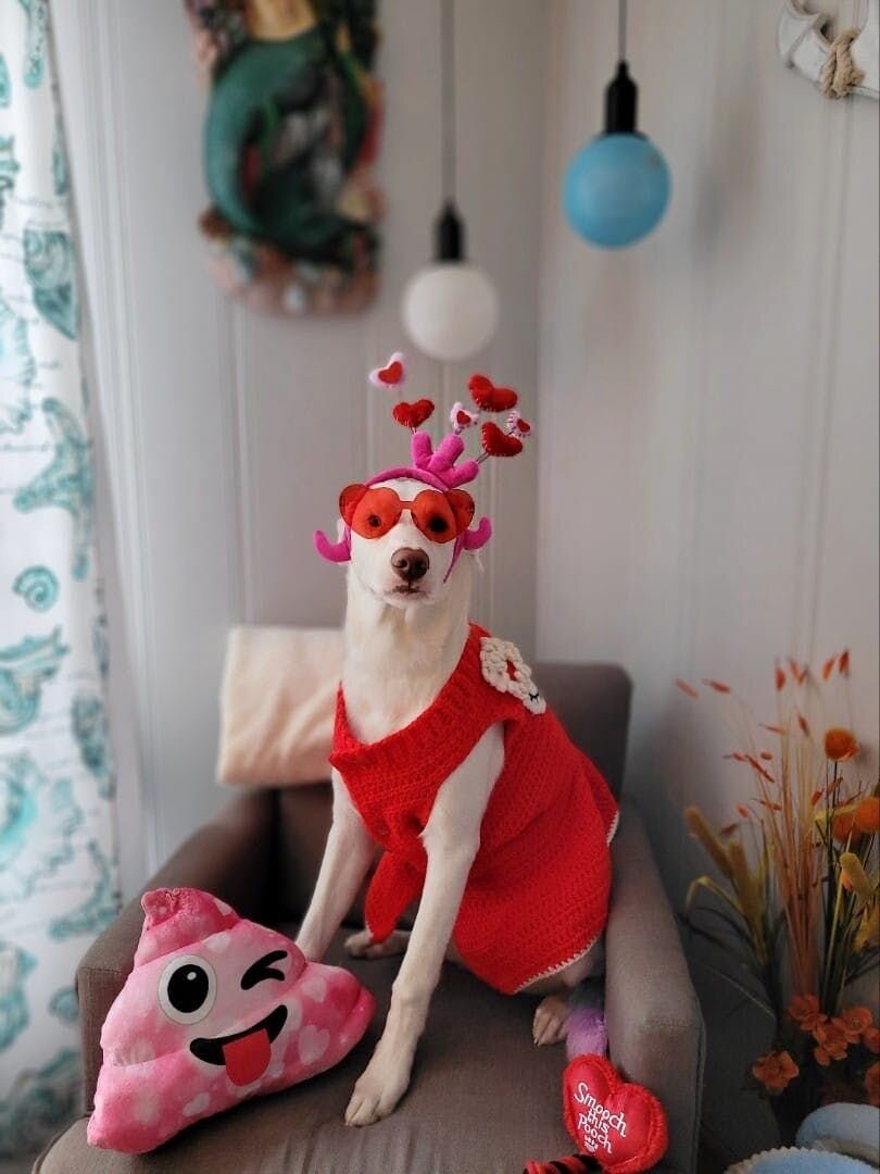 Dog wears heart-shaped glasses and antennae | Furbo celebrates Galentine's Day