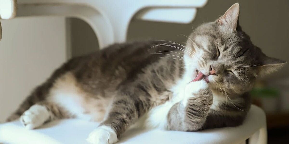 Your furball spends plenty of time grooming