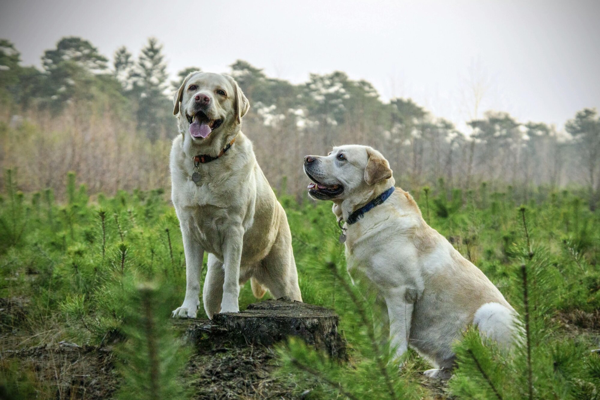 Labrador Retriever image