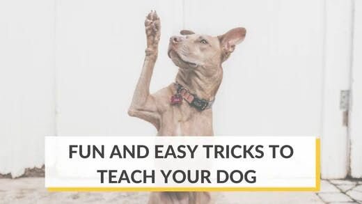 Fun and Easy Tricks To Teach Your Dog