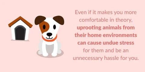 完全に誰かに預けずに誰かに1度や２度家に来てもらい様子を見てもらう程度が丁度いいでしょう。