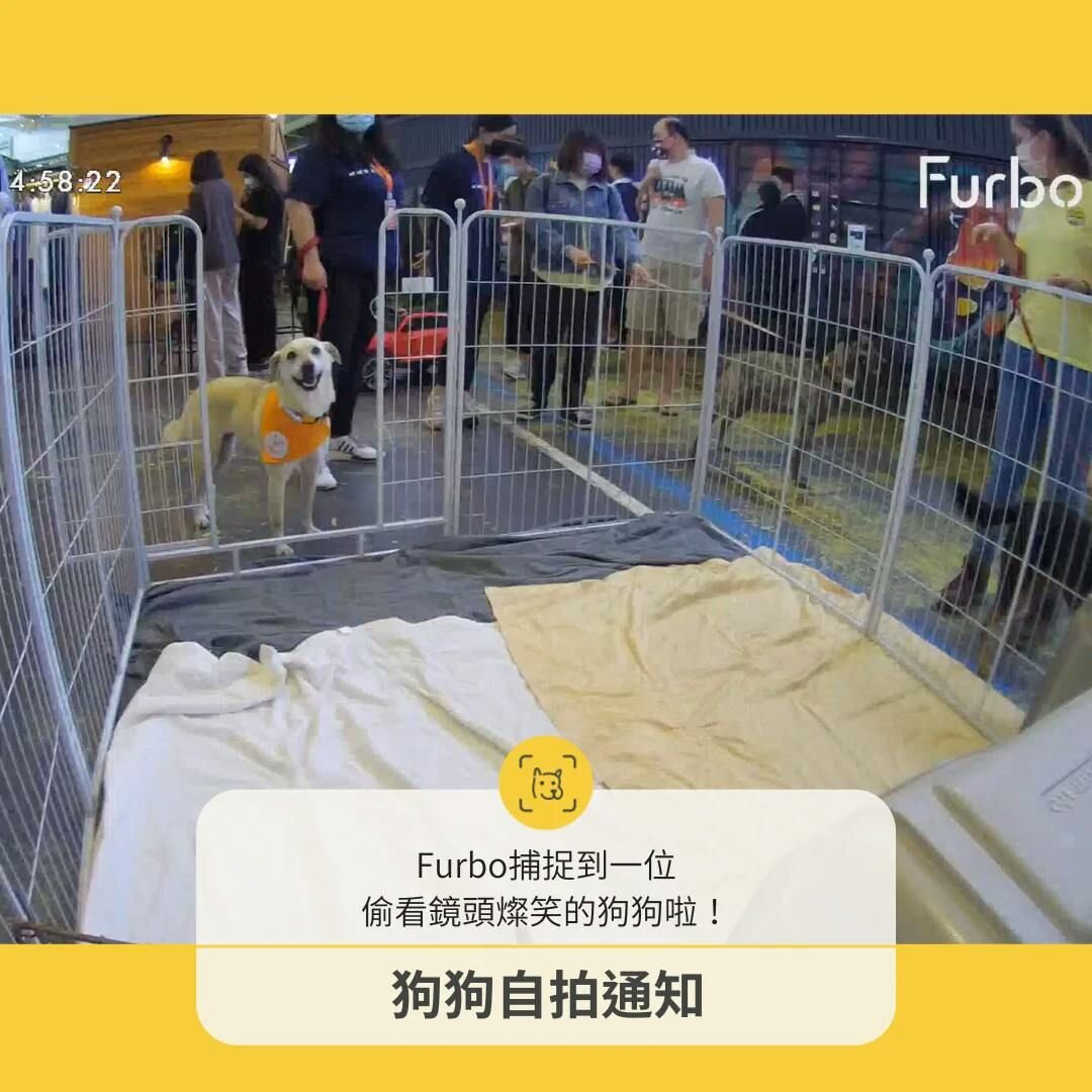 Furbo攝影機紀錄到對鏡頭笑的狗狗