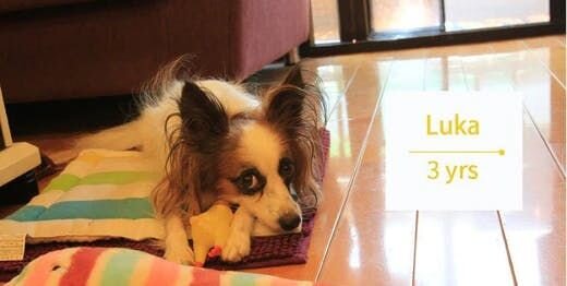 Furbo Reviews: Helps reducing separation anxiety - Papillon Luka