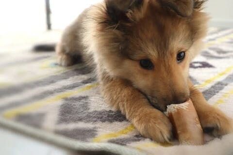 どんなおもちゃをあげたらいいか悩んでいる方は、ぜひ参考にしてください。