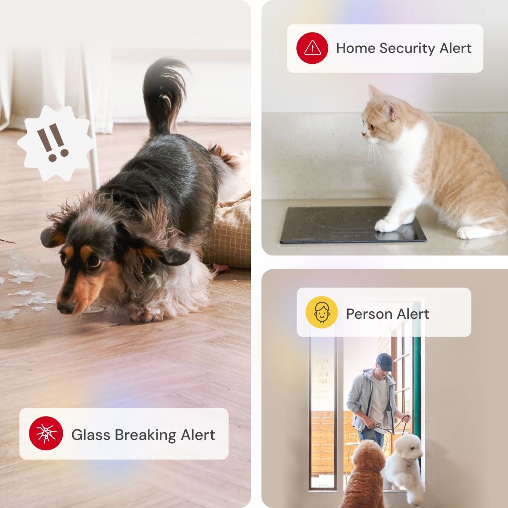 Pet monitoring alerts: dog with glass breaking alert, cat near security alert, and person alert showing delivery person