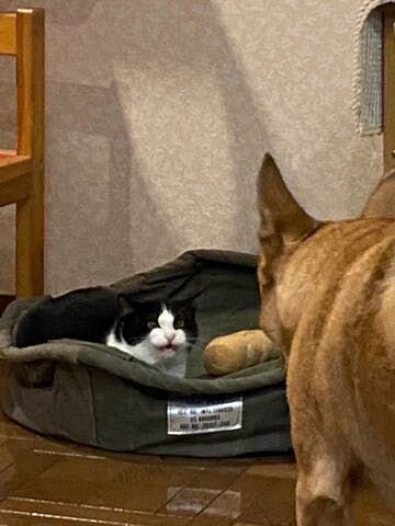 同居してまもない頃。福は比較的友好的だったのですが、トモ＆モエは敵対心バリバリ。少しでも近づくと威嚇してきました。もちろんとーさんにも指一本触れさせてくれません。トホホ…