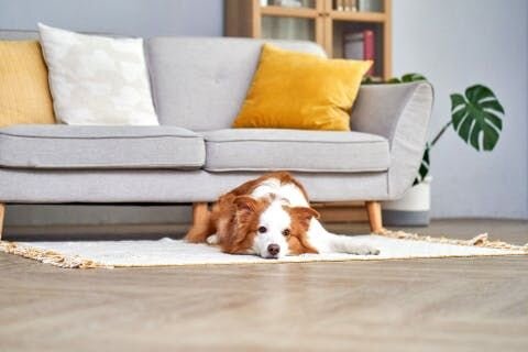 あなたの愛犬がなぜ吐いたのかを知ることは困難なこともあります、とりわけ嘔吐時にあなたが家にいなかった場合は判断が難しいでしょう。しかし、犬の嘔吐物の色、質感、頻度を見ることで、それを解明することができます。以下で順番に説明していきます。