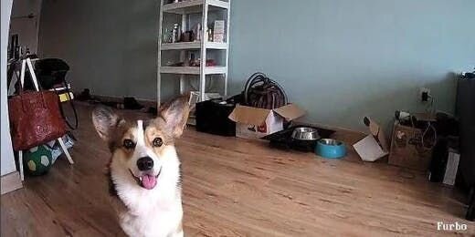 Why Furbo Should Replace Your Home Monitor