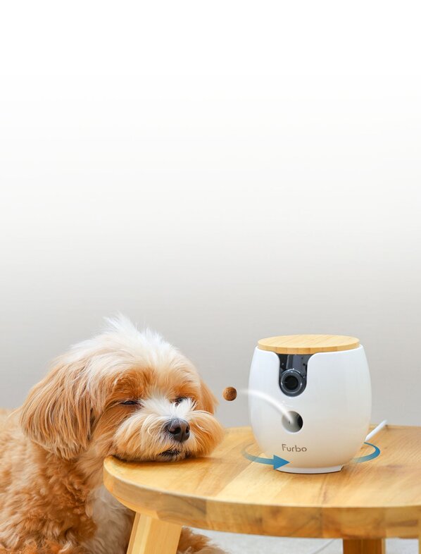 A fluffy, tan-and-white dog rests its chin on the edge of the table next to a Furbo Mini 360°