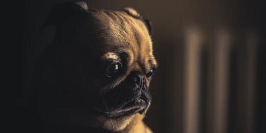 5 Tips to Help Your Dog’s Separation Anxiety