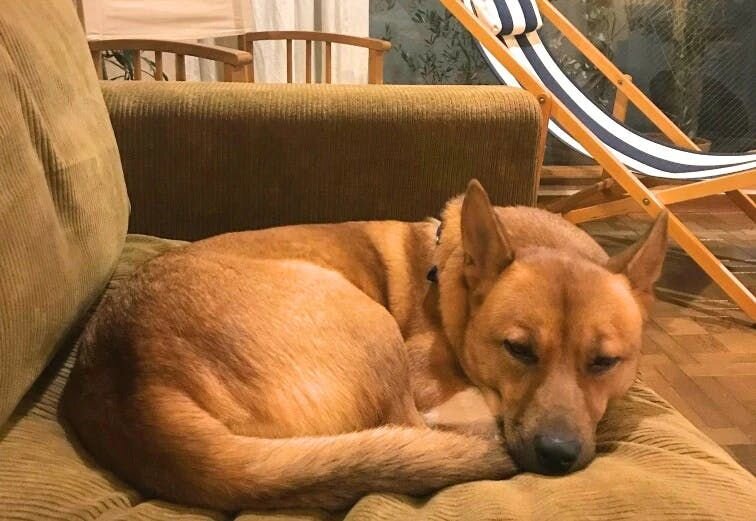 困り顔の保護犬福のファーボ日記 Vol.03