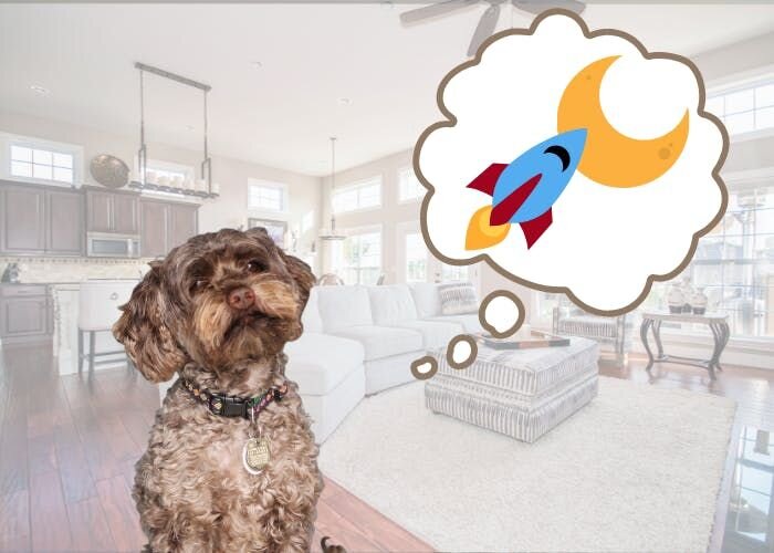 寂しい？嬉しい？お留守番中に犬が考えていること