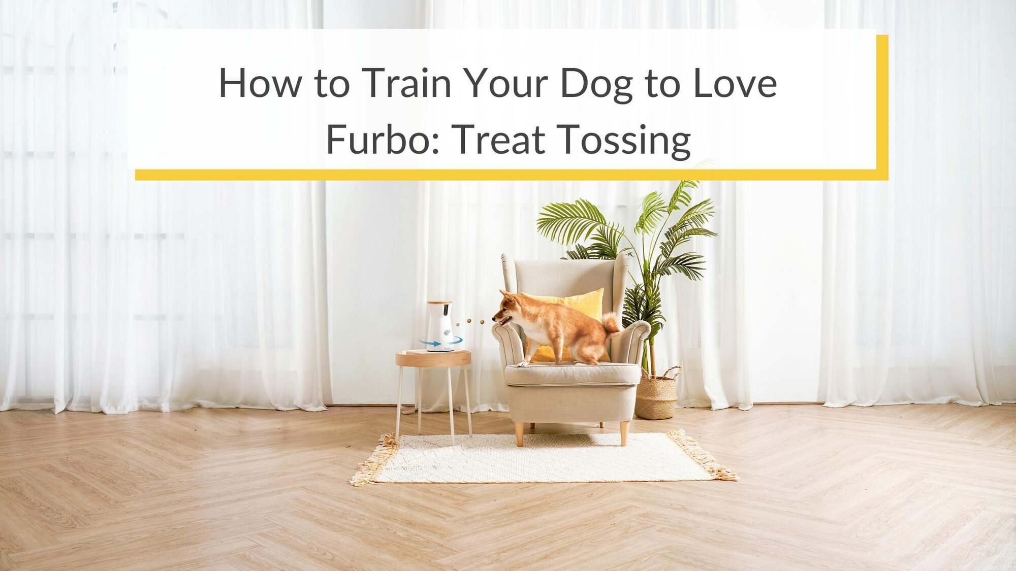 How to Train Your Dog to Love  Furbo: Treat Tossing