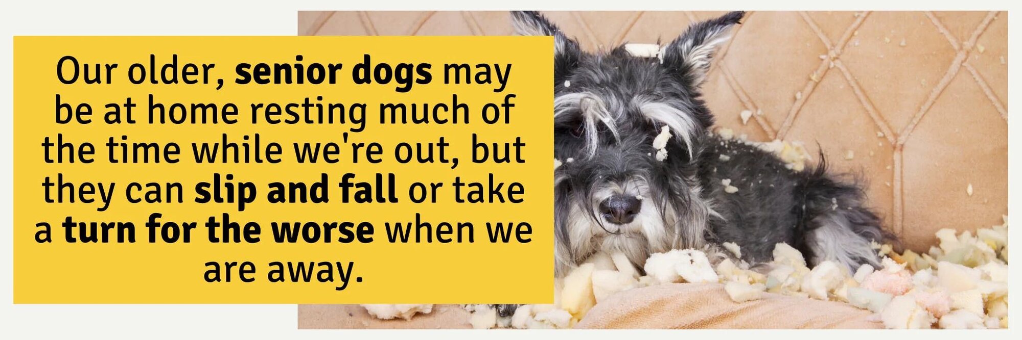 Senior dogs may be at home resting much of the time while we're out