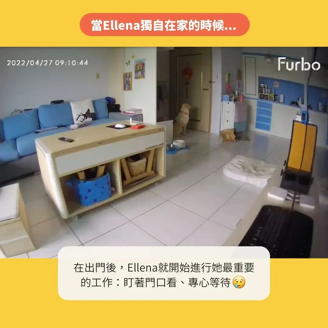 狗狗獨自在家時