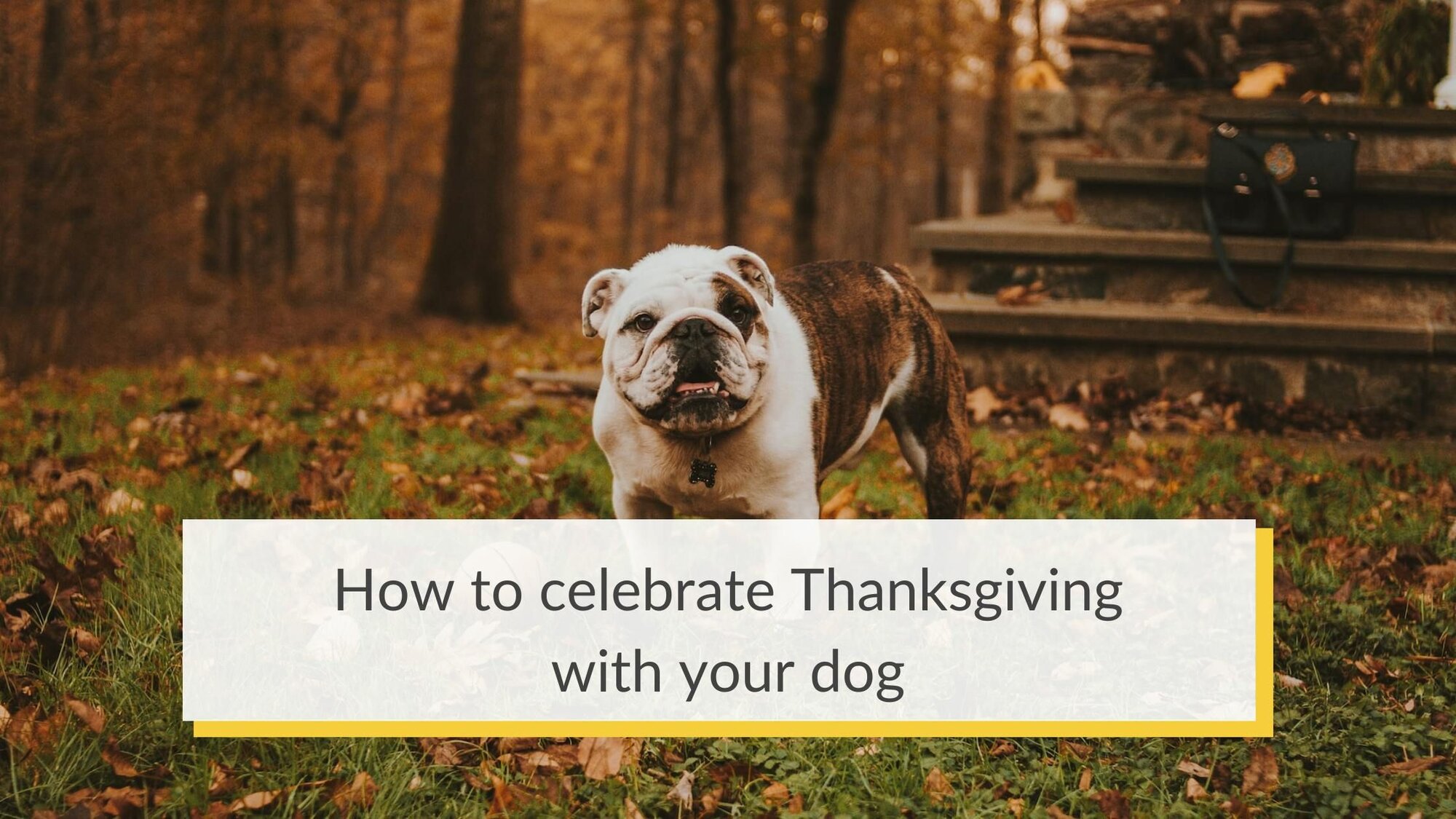 How to celebrate Thanksgiving with your dog