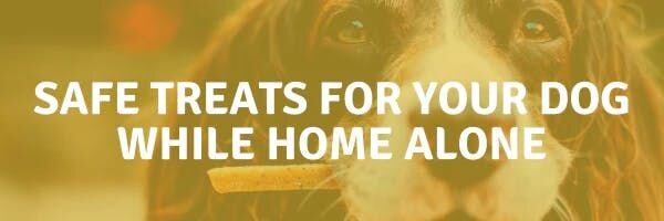 Safe Treats for Your Dog While Home Alone