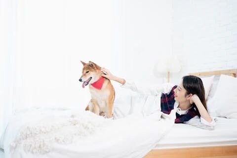 犬はベッドで寝ることで優越感を感じます。床の上に置かれたドッグベッドで寝るよりもずっと心地良いものなので、ちょっとしたご褒美にもなります。