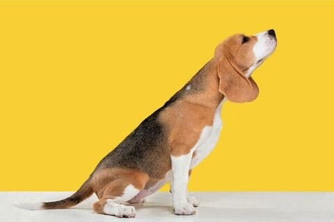 A photo of a beagle sniffing the air