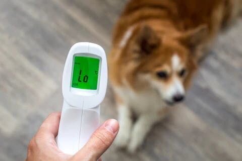 動物病院に行くか悩んだ際の一助に、ぜひ生かして頂ければと思います。
