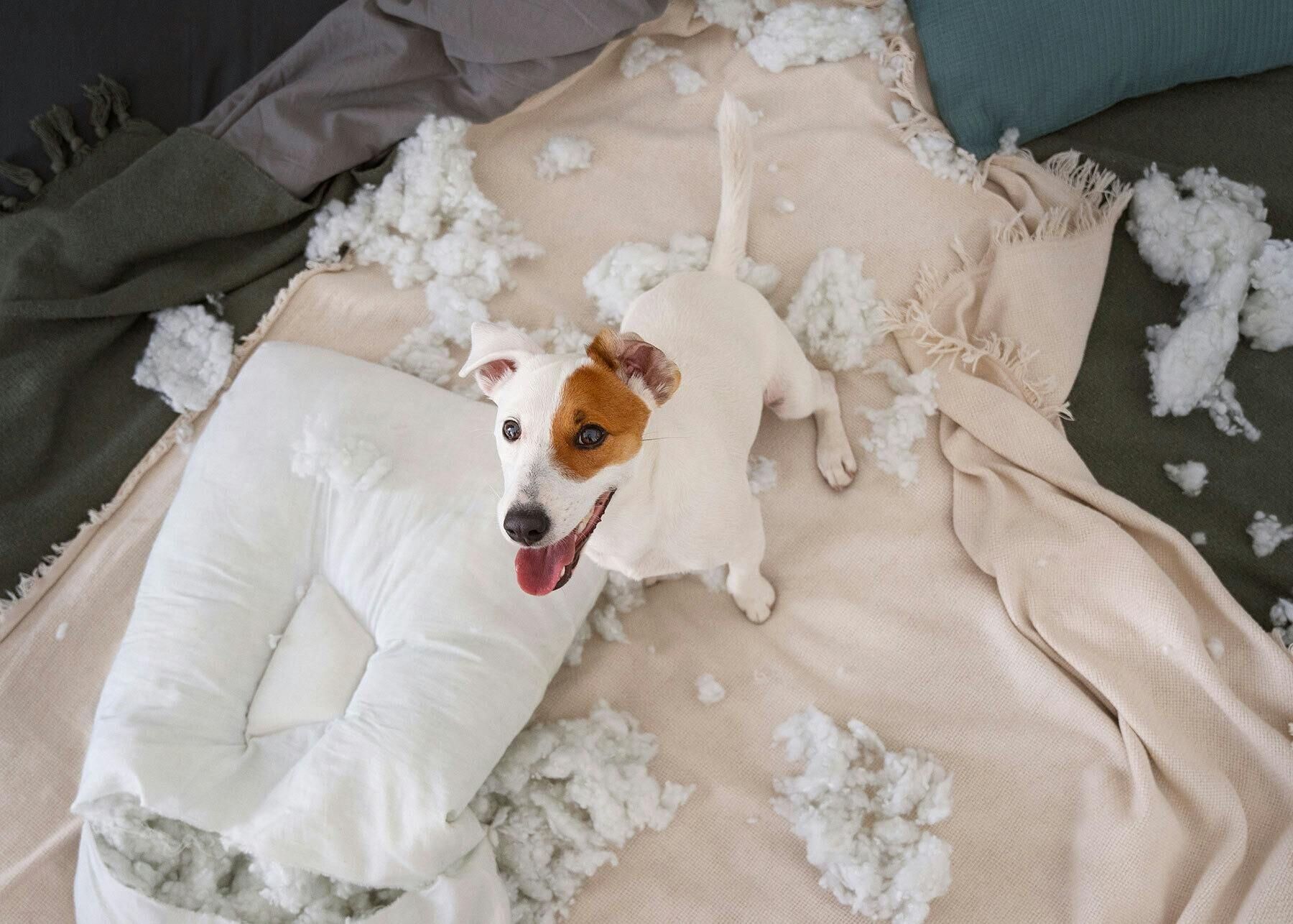 A mischievous Jack Russell Terrier destroying a dog bed