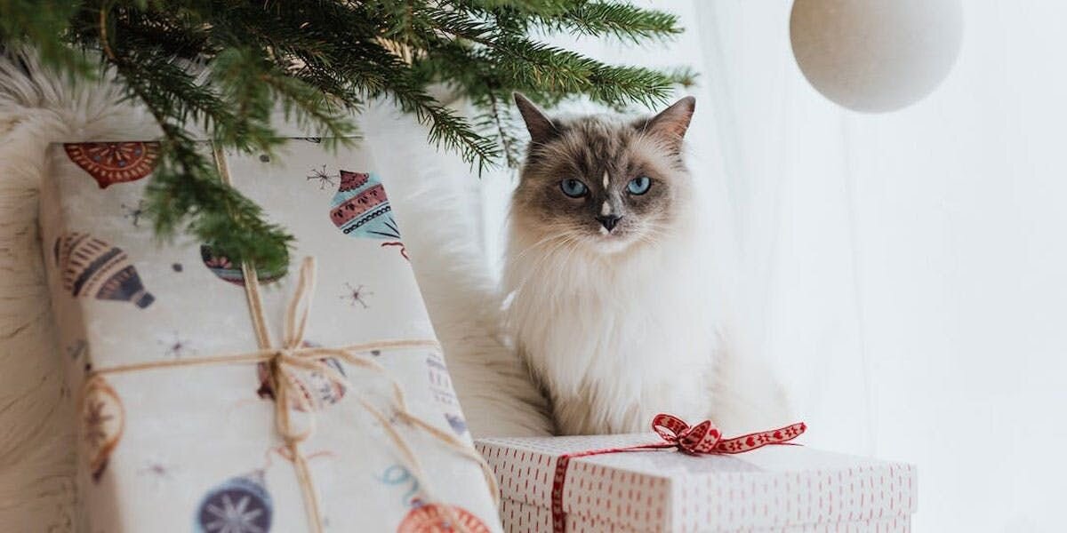 a photo of a cat with wrapped presents and a Christmas tree