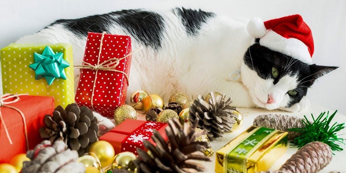 19 Purrfect Holiday Gifts for Your Cat