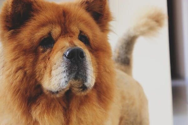 5. Chow Chow