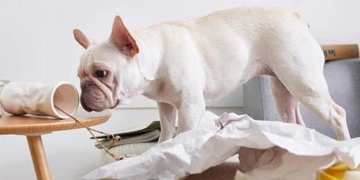 The Ultimate Destroyers: Top 10 Naughtiest Dog Breeds