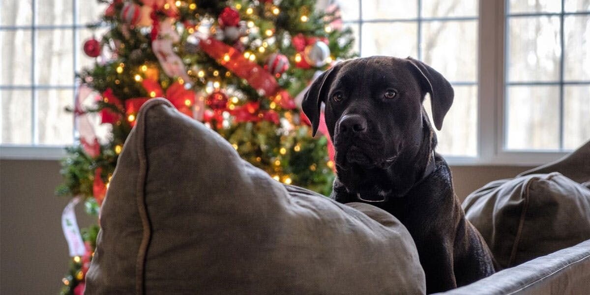 A photo of a pit bull sitting on a soffa in front of a decorated tree