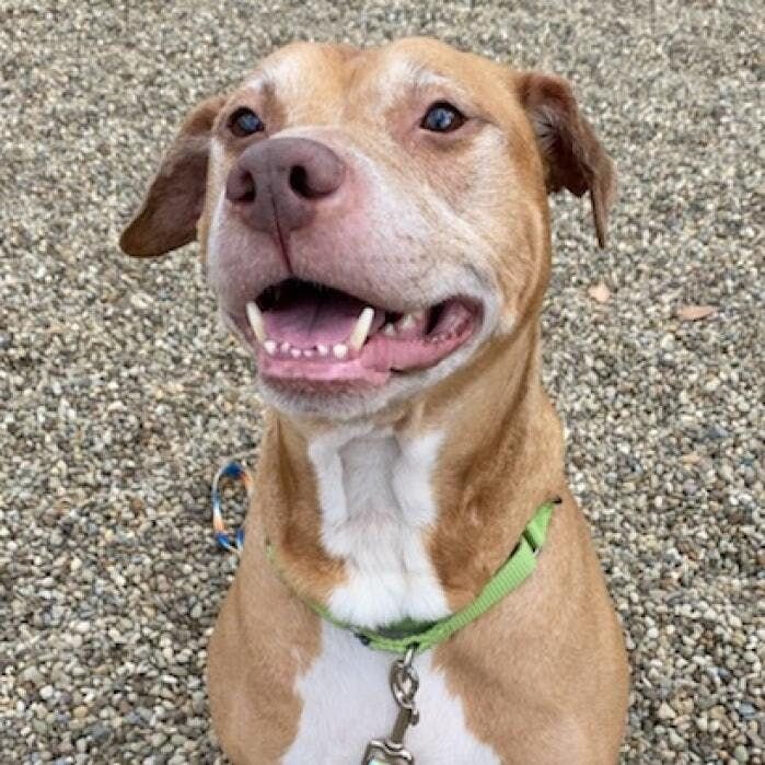 If you’re ready to adopt, check out the pups below; we’re collaborating with Humane Animal Rescue (along with other organizations) to help rehome 1...